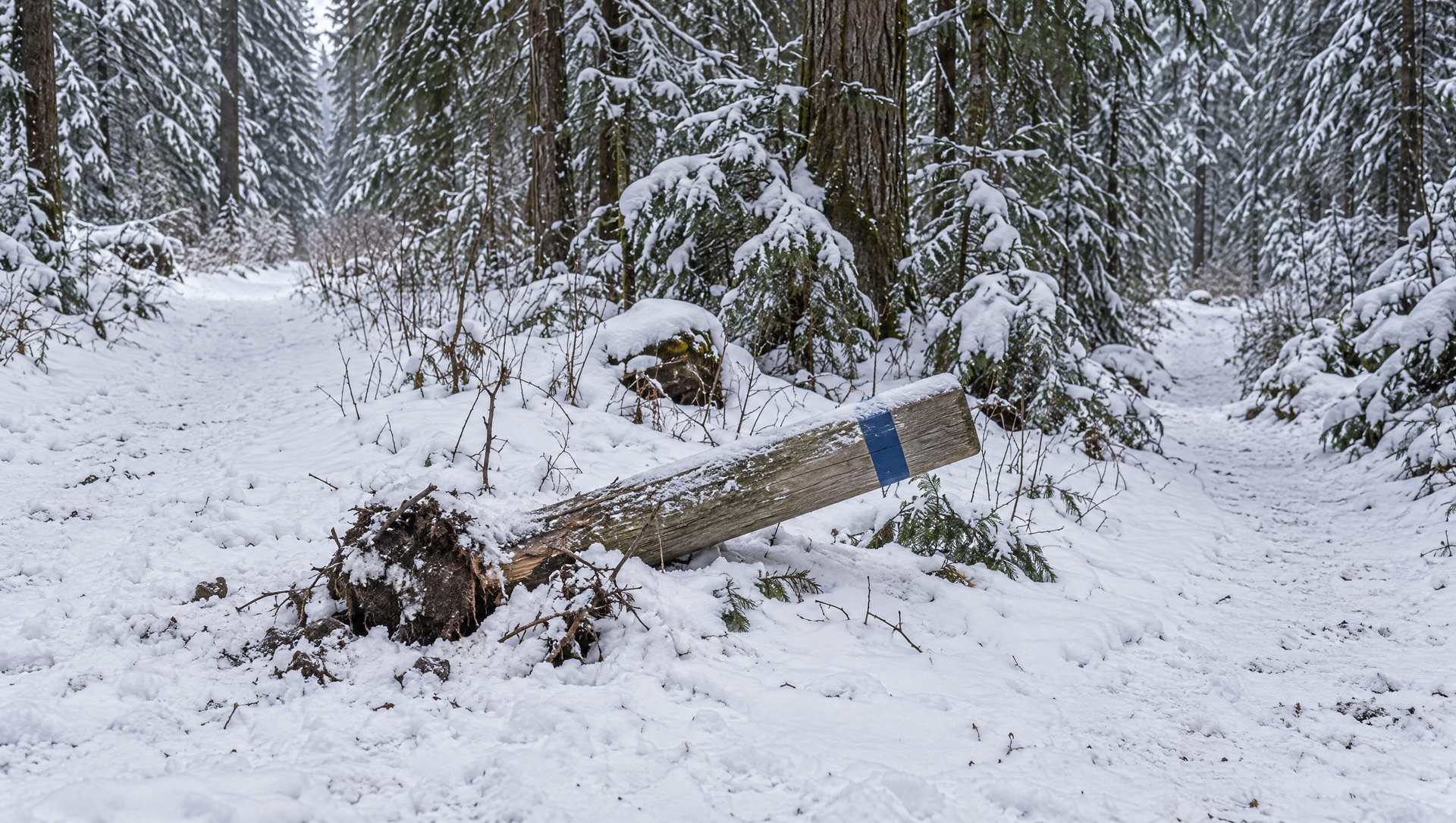 A trail marker post knocked over into the snow at a fork in a snowy cedar forest trail